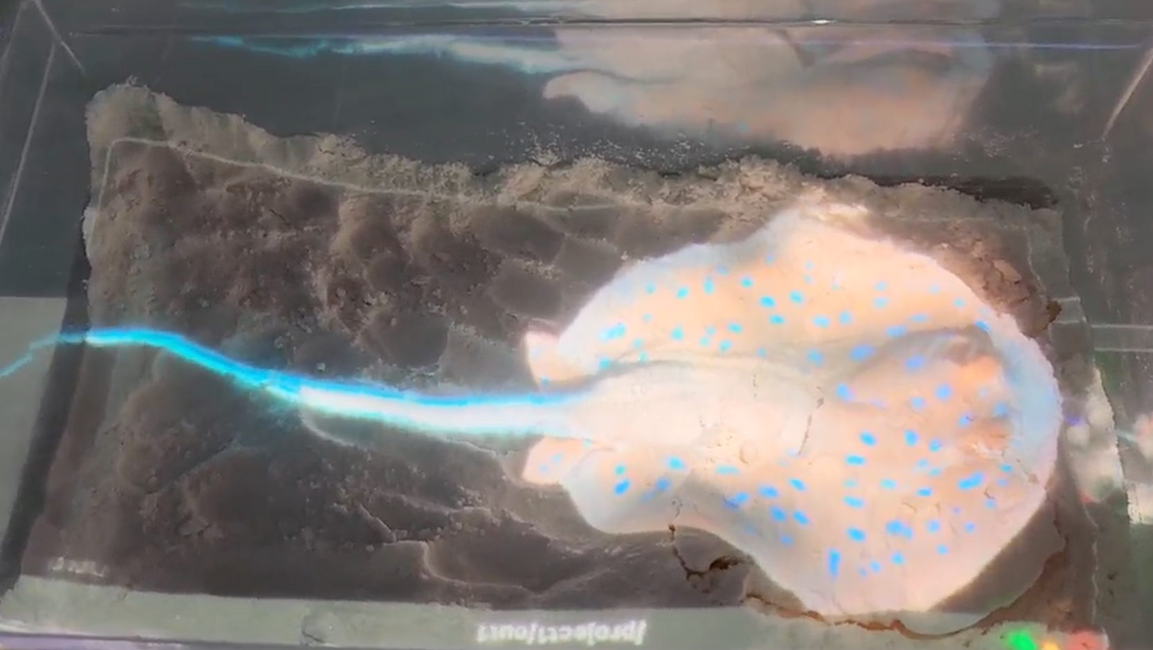 Video <a href='https://youtu.be/eFgakpCWt4U' target='_blank'><p> Testing projection onto white sand with moving stingray </p> </a>